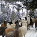 Lamas